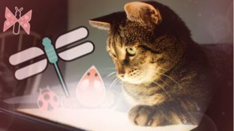 (猫和汤游戏)猫咪和汤国际版：探寻全球各地的猫咪文化和美味汤料理
