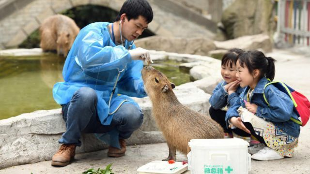 深入探秘四方动物城：全方位揭晓各类动物的独特介绍与生存习性