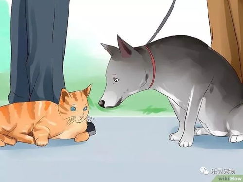 (播放猫狗任务)如何完成猫猫狗狗冰淇淋任务：攻略、技巧及注意事项详解