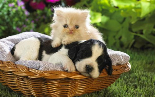 (播放猫狗任务)如何完成猫猫狗狗冰淇淋任务：攻略、技巧及注意事项详解
