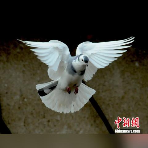 《方舟手游幸存者模式》：在未知的世界里如何生存？挑战自我，寻找生存之道！