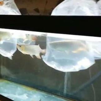 专家解析：科学喂养与管理，让你的七彩鱼苗成长得更快速、更健康