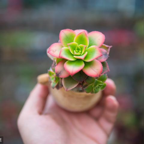 (彩虹的橙色是什么颜色)彩虹橙图鉴等级查询：轻松了解你的英雄评价分数