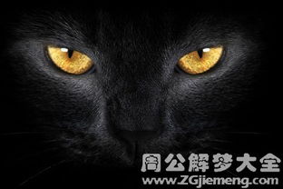 (黑猫奇闻社什么时候上线)黑猫奇闻社为什么总是做不好？黑猫奇闻社到底烂在哪里？