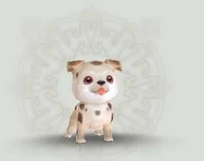 (可爱 宠物)最受欢迎的可爱宠物排行榜冠军-第一名宠物盛况