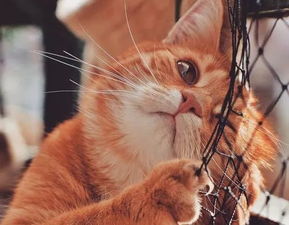 猫咪被冷到的症状及对策：如何分辨宠物是否感到寒冷，并救治？