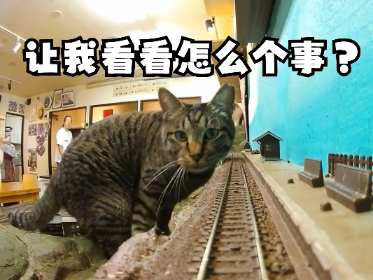 (猫 火车 表情包)寻找猫猫列车的秘密基地：探访全国各地的猫猫列车位置和特点