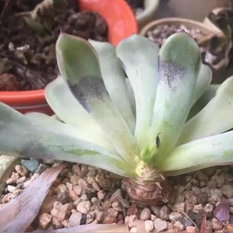 (魔法药剂店)药剂与魔法石哪个好？深入探讨两者在游戏中的优势与应用场景