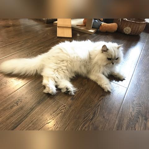 开猫咖店需要准备什么？打造猫咪天堂，让顾客从猫中找到快乐。
