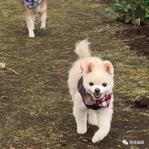 柴犬侠客表情包：萌犬化身武侠英雄，带你领略不一样的表情魅力