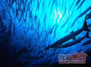 以我是一名航海家为主题：分享冒险旅程、航海知识与海洋环境保护的实践经验与理念