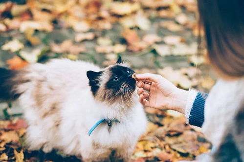 (猫咪解闷)猫咪解忧馆app：让可爱的小猫咪陪伴你，化解压力与忧愁