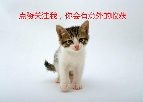 (猫咪解闷)猫咪解忧馆app：让可爱的小猫咪陪伴你，化解压力与忧愁