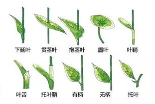详细分析艾兰岛象草叶片分布图-地形与环境条件对植物生长的影响