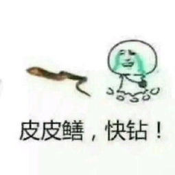 挑战接受！不服来打我呀表情包，无所畏惧地展现自信与搞怪的魅力
