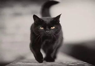 (黑猫奇闻社在什么地方可以玩)探索黑猫奇闻社：2023年男主人人气排名揭秘与分析