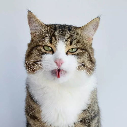 (花样猫咪最新版本下载)花样猫咪正版下载：精彩纷呈，只在正规渠道获取！