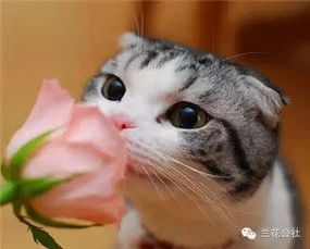 (花样猫咪最新版本下载)花样猫咪正版下载：精彩纷呈，只在正规渠道获取！