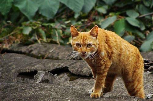 (花样猫咪最新版本下载)花样猫咪正版下载：精彩纷呈，只在正规渠道获取！