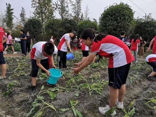 (农耕游戏比较耐玩的)与可爱小伙伴一起玩耕作游戏，培育自家农作物吧